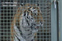 Леопард Эльбрус в Московском зоопарке