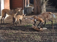 В Московском зоопарке родились гривистые волчата