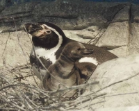 Пингвинята в Московском зоопарке