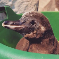 Пингвины в московском зоопарке