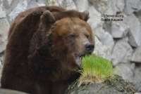 В Московском зоопарке проснулись медведи