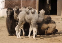 У нас родились два верблюжонка