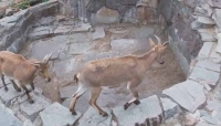 В Московском зоопарке родились 10 дагестанских туров