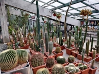 Одна из крупнейших в России и Европе коллекция кактусов