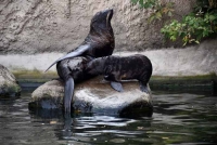 В Московском зоопарке родился детеныш северного морского котика