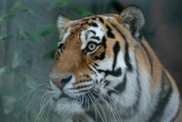В Московском зоопарке родились амурские тигры