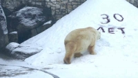В Московском зоопарке отметили 30-летие белого медведя Врангеля