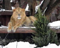 В Московском зоопарке началась акция по сбору елок и сосен