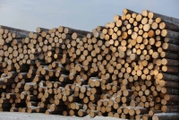 Общий запас древесины в  РФ превышает 102 млрд кубометров