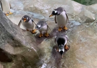 Пенная вечеринка у пингвинов