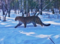 Вокруг нацпарка «Земля леопарда» запрещена рубка дуба: мера станет буфером для защиты местообитаний редких хищников