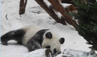 Панда радуется снегопаду