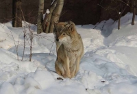 В Московском зоопарке рассказали, как животные отреагировали на потепление