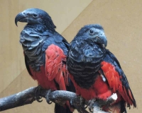 В Московском зоопарке появились орлиные попугаи
