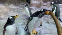 Утренний душ пингвинов