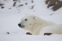 В нацпарке «Русская Арктика» начались масштабные работы по изучению белого медведя
