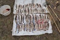 Свыше 130 тысяч рублей штрафа  заплатят браконьеры за вылов рыбы в период нереста