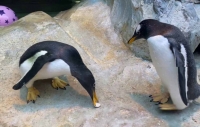 Папуанские пингвины готовятся к размножению