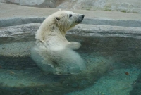 В Московский Зоопарк прибыл белый медвежонок