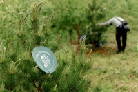 Цель достигнута: в Международной акции «Сад памяти» высажено 27 миллионов деревьев