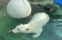 Московский зоопарк - как справлялись с жарой белый медведи