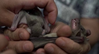 В Московском зоопарке родились летучие мыши и крыланы