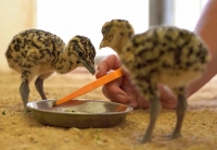 В Московском зоопарке родились четыре дрофенка