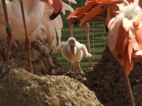В Московском зоопарке родились пять птенцов фламинго