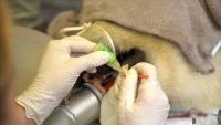 Спасённой в Якутии белой медведице восстановили сломанный зуб
