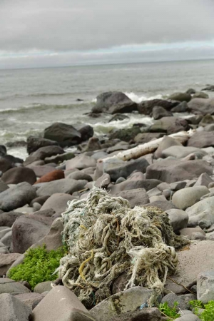 Учёные выяснили, какой вид мусора угрожает морским животным Камчатки