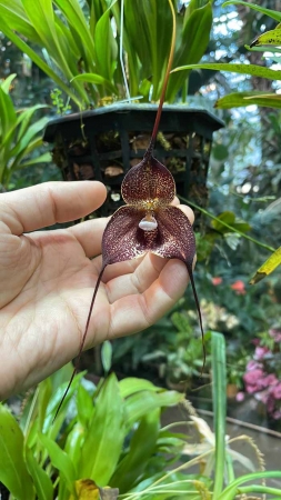 Редкая орхидея-вампир из Южной Америки