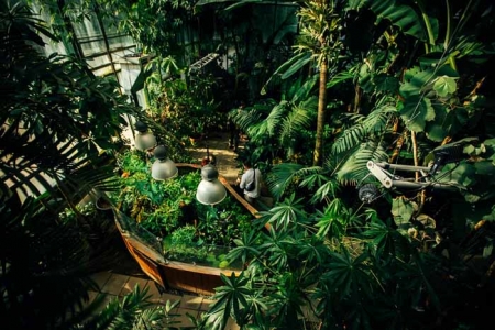 «Тропическая зима» в Ботаническом саду МГУ