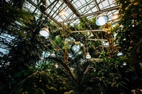 «Тропическая зима» в Ботаническом саду МГУ