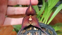 Редкая орхидея-вампир из Южной Америки
