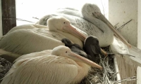 В Московском зоопарке вылупился птенец розового пеликана