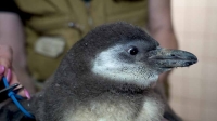 В Московском зоопарке появились два пингвиненка Гумбольдта