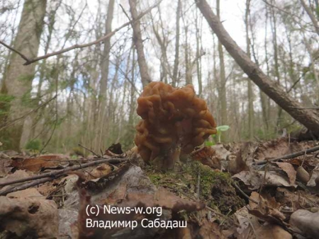 Апрельское открытие грибного сезона