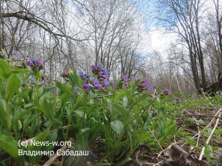 Апрельское открытие грибного сезона