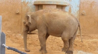 Слоны в Московском зоопарке снова гуляют на свежем воздухе