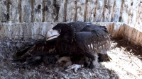 В Московском зоопарке появились на свет два птенца белоплечего орлана