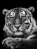 Фотография амурского тигра из фотопроекта Михаила Киракосяна «Мы похожи на вас» пополнила международную галерейную сеть LUMAS