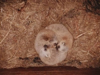 В Центре воспроизводства редких видов животных родились детёныши росомах