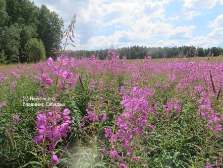 Земляники пока больше, чем грибов