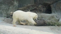 Московский зоопарк запускает социально-культурный просветительский проект о белом медведе для школьников