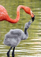 В Московском зоопарке вылупились птенцы фламинго