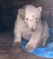Ветеринарные врачи Московского зоопарка спасают белого медведя, пострадавшего на Таймыре