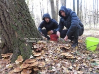 Грибная экскурсия для футболистов