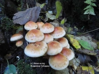 Осеннее грибное многообразие