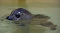 Спасенный тюленёнок прибыл в Московский зоопарк