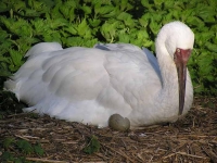 Уникальный проект по сбору яиц дикого стерха для восстановления популяции редчайшего вида птиц планируется продолжить в 2023-м году